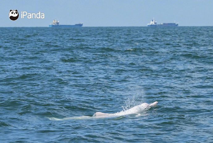 爱滚滚的你，愿意和滚滚在世界野生动植日 签署一份名为“一起守护我们共同的朋友”的