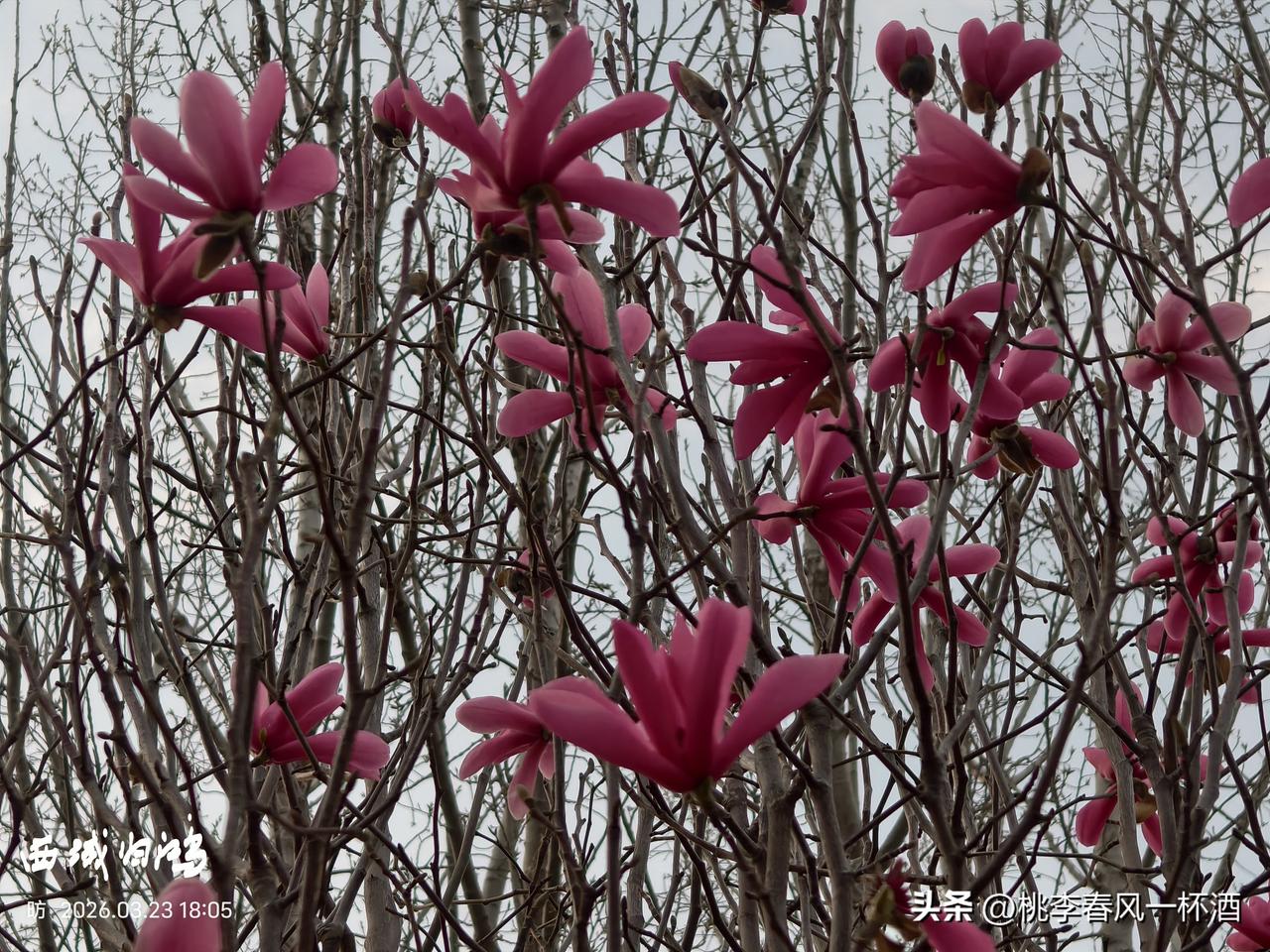 分享一张开花的照片枝头的玉兰花如梦幻般摇曳，灰暗的枝干上开着鲜艳的花，灰暗鲜明形