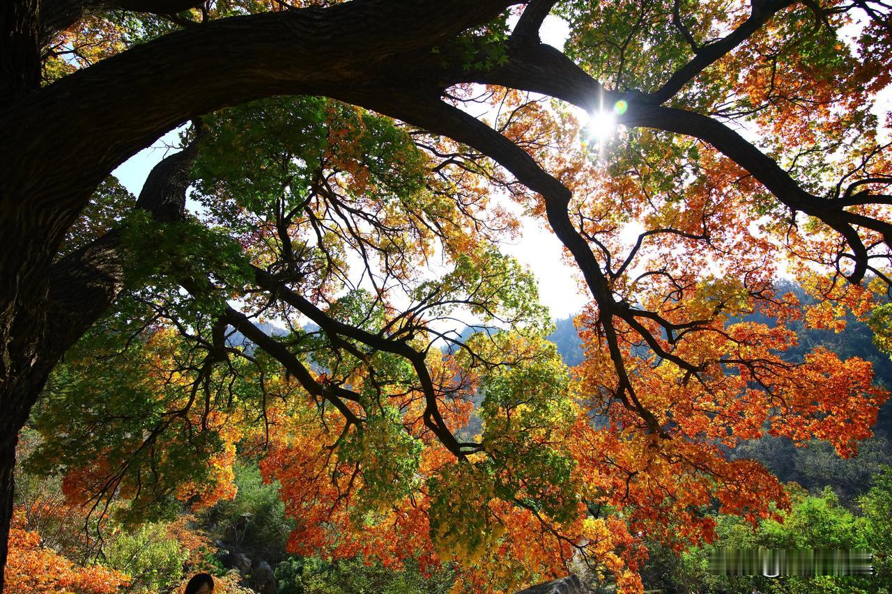 #青岛崂山美景#青岛·崂山有座神清宫，本已湮没于历史长河，如今却因了这株古树，迅