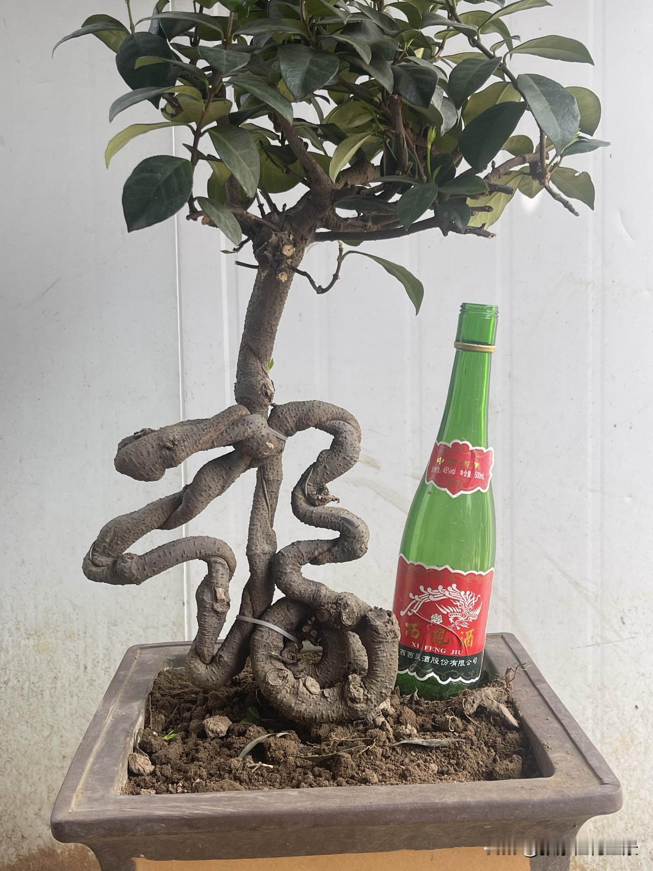 香气扑鼻的茉莉花有喜欢的花友吗?香气似茉莉的盘龙桂，风车茉莉，做了十几年的造型，