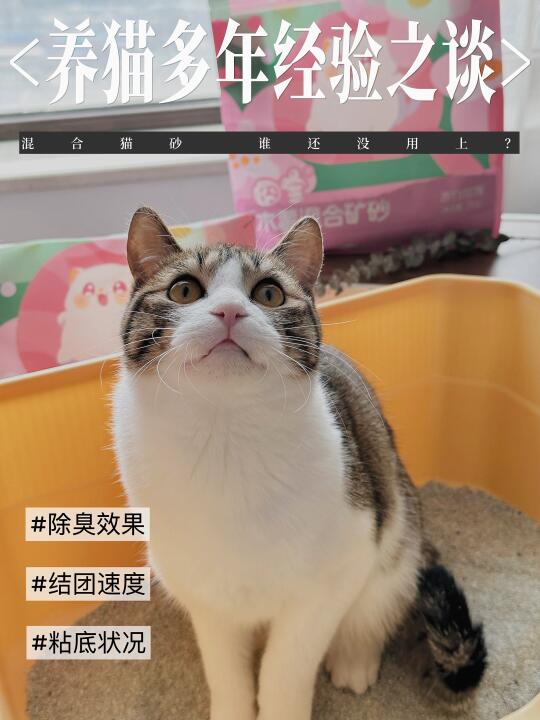 救命！混合猫砂到底谁还没用上啊？