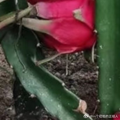 种植微公益🌵【零失败！火龙果盆栽攻略】阳台党也能种出爆果的火龙果，1根枝条就搞