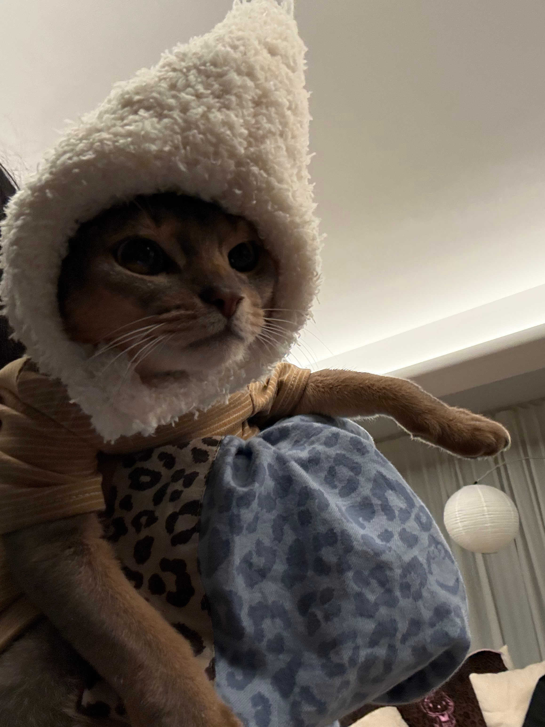 最近的萌宠生活小日记： 