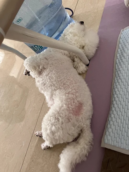 断头式睡姿 聪明吼，挨着水桶睡