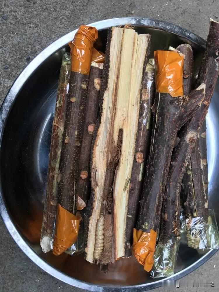 以下是一些识别斗米虫真假的方法：
 
观察外形
 
- 斗米虫活体形似蚕，长圆筒