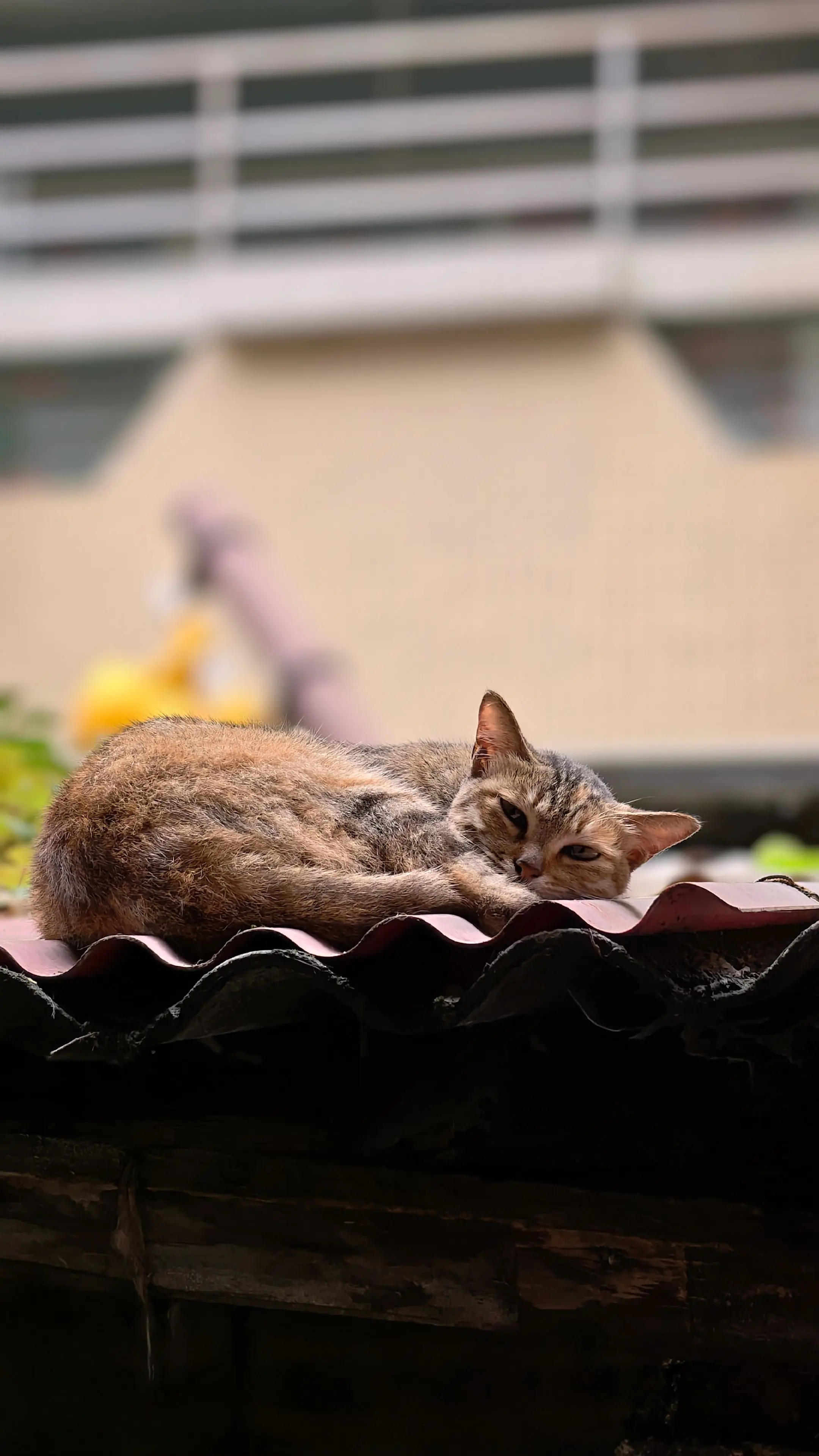 在广动走着，听到一家人说去吃“嘟嘟堡”。说是广州的特色，我在想是什么。...