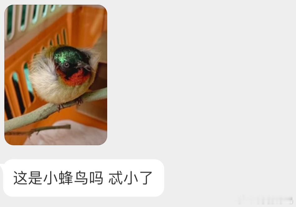 身上有金属光泽的【叉尾太阳鸟】也会悬停下，也吃花蜜但亚洲没有蜂鸟奥 ​​​