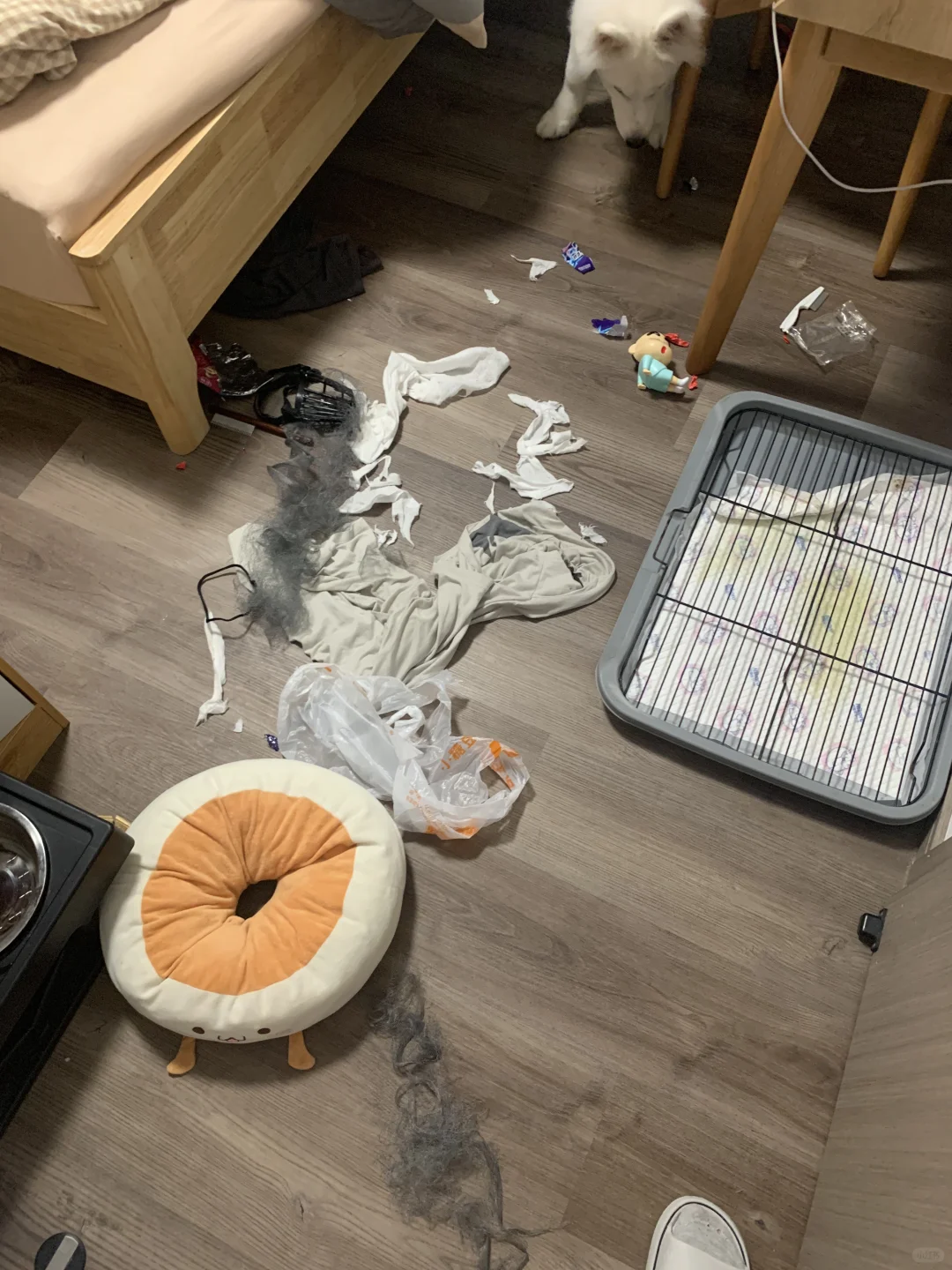 逆子萨摩耶日常记录📝7⃣️6⃣️