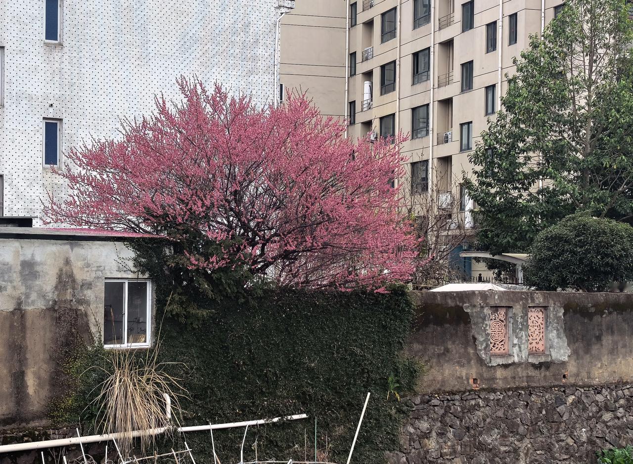 院里梅花院外红