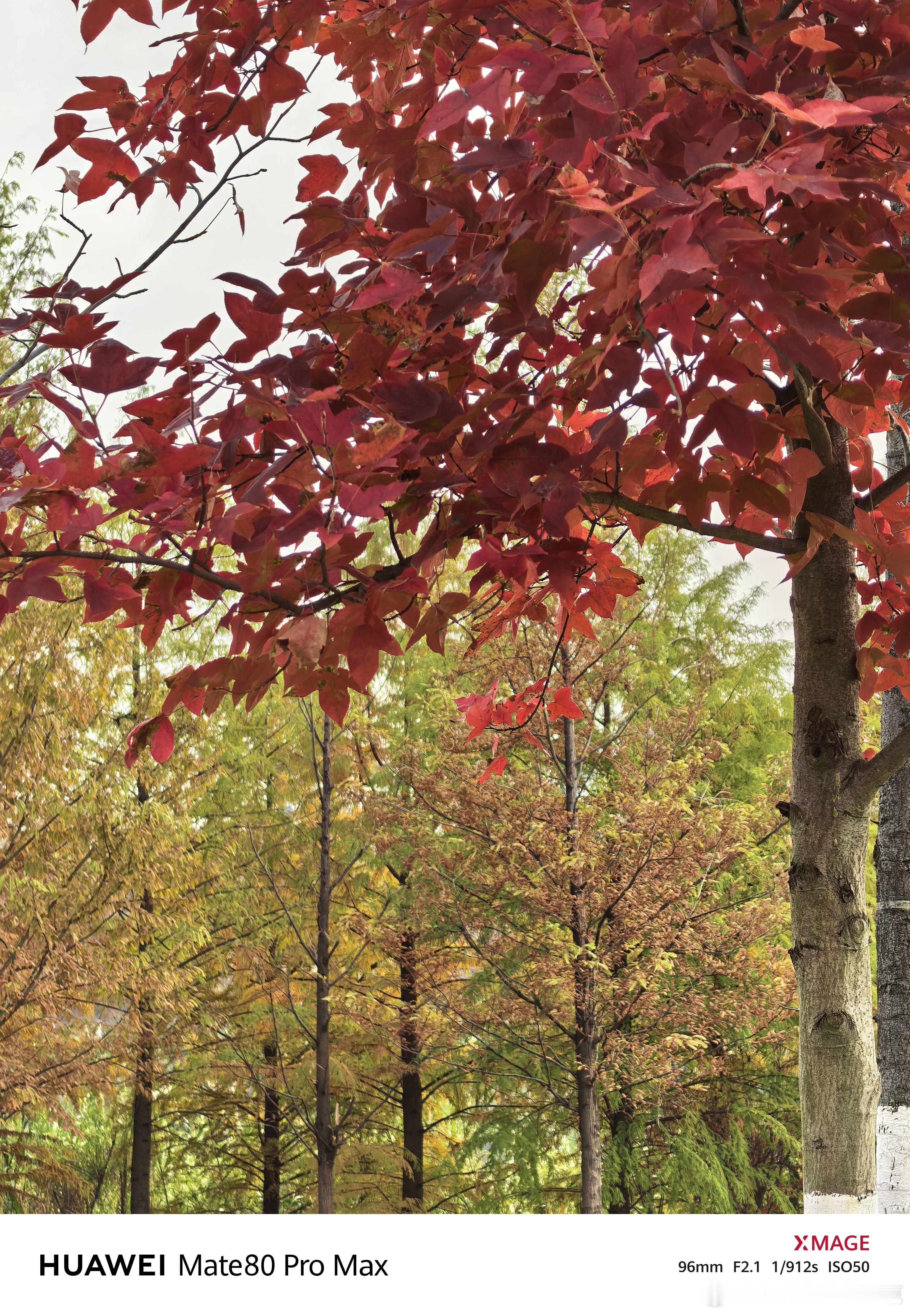 今天去公园拍了点枫树，不得不说在色准这方面，红枫镜头是真的准