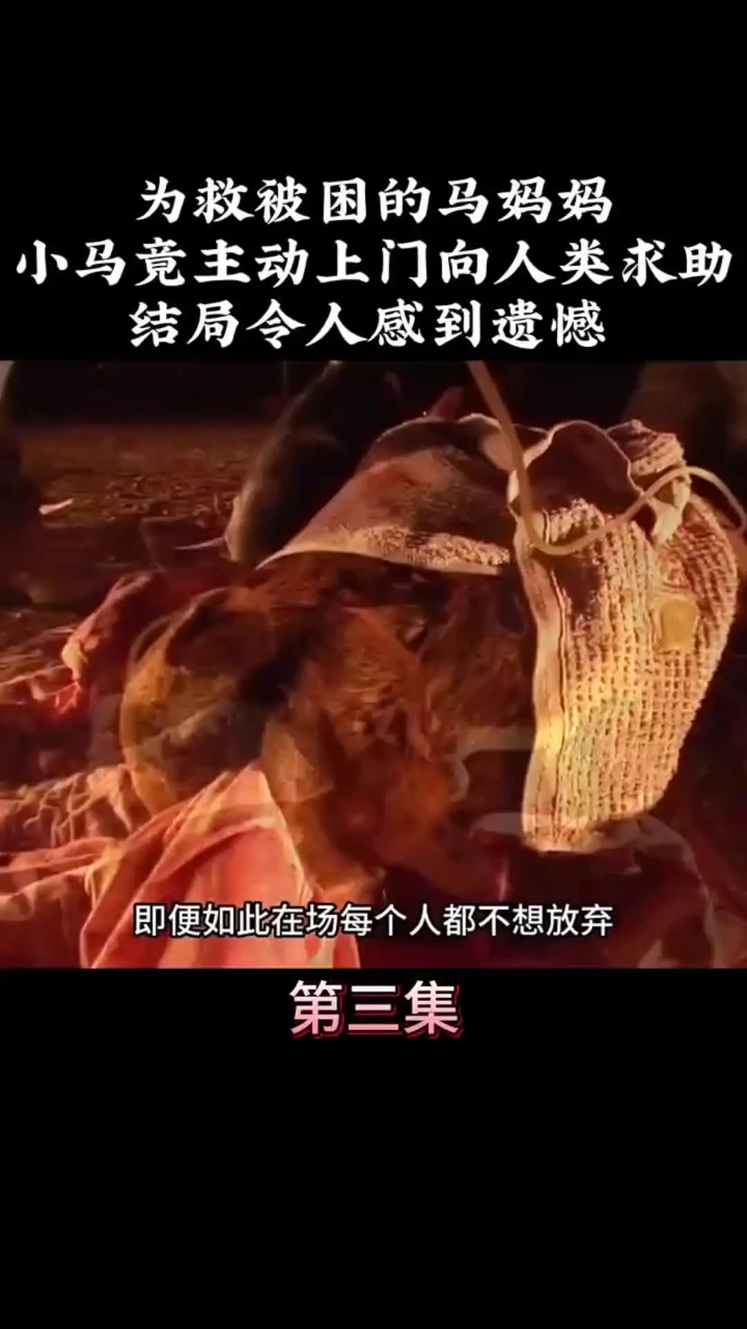 动物世界 动物解说 动物的迷惑行为 内容启发搜索