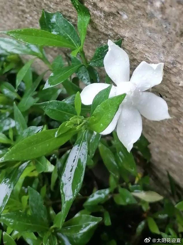 满目青绿繁花，偷得人间半日清闲～寻美河南