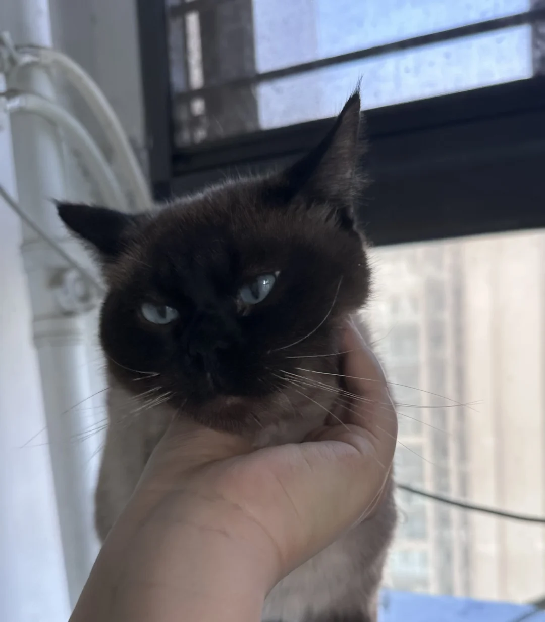 暹罗公猫找领养