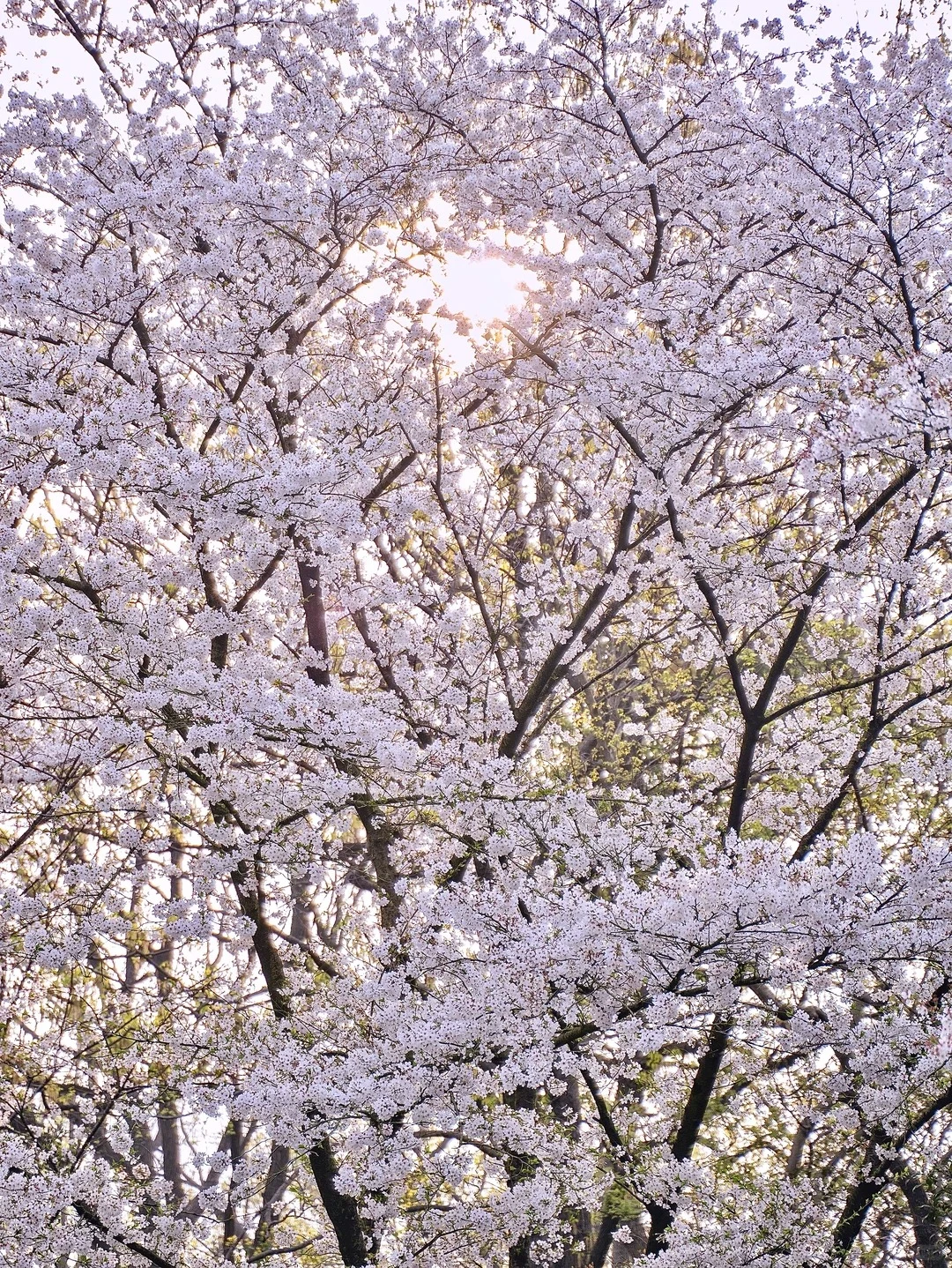 4.1☀️感谢今天的太阳给了2026的林科院