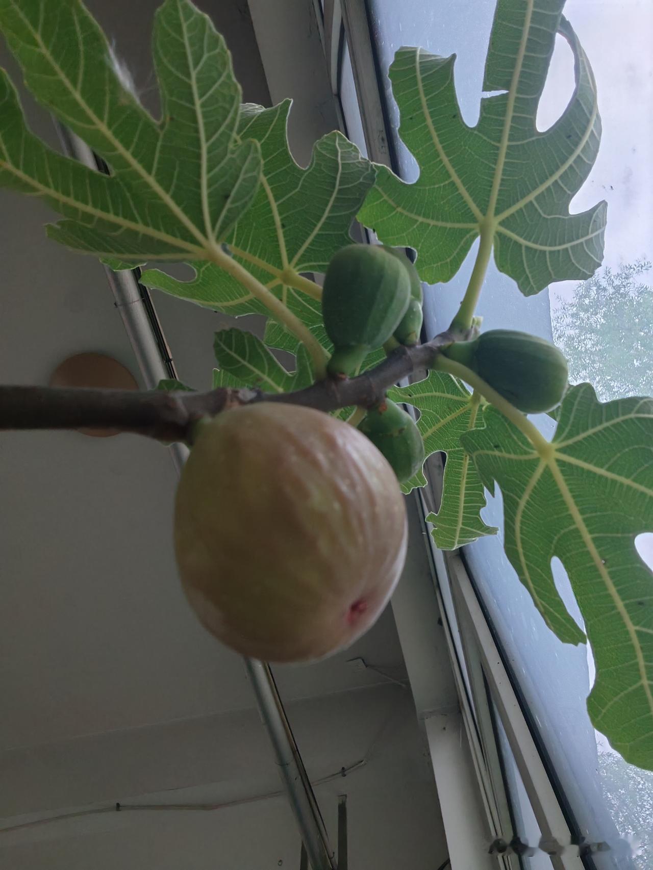 秋日生活打卡季收获的季节，盆栽无花果也有成熟的了。