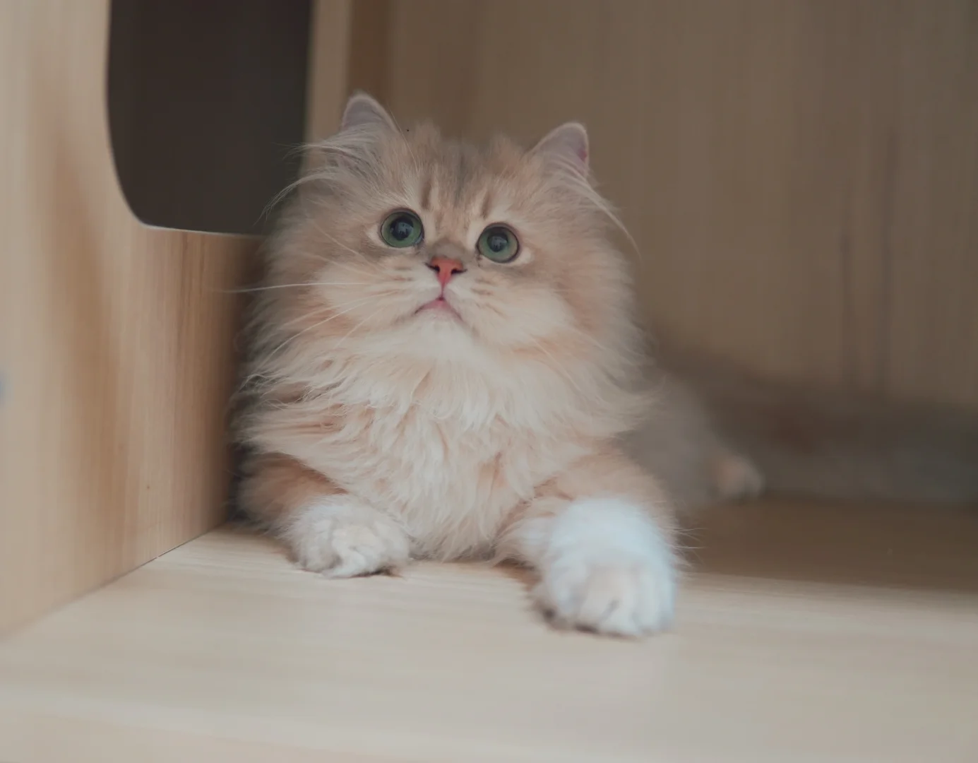 镜头感十足的小猫咪