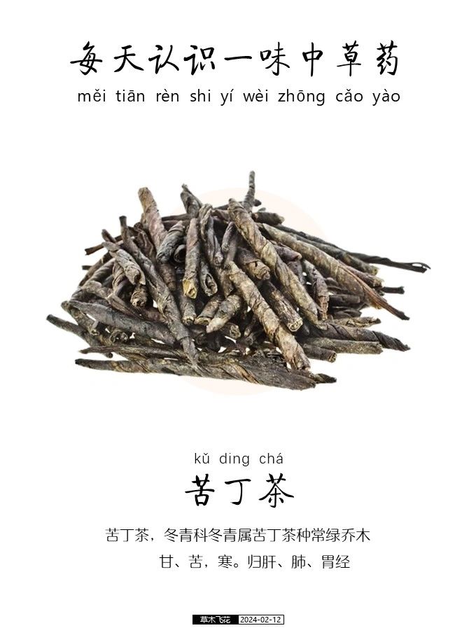 每天认识一味中草药-苦丁茶🍀