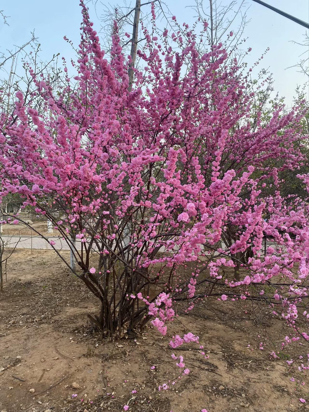 今年春天最想实现的心愿