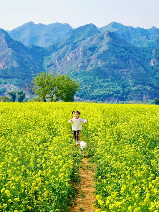 平谷油菜花海免费遛娃❗️还有小白菜随便挖❗️