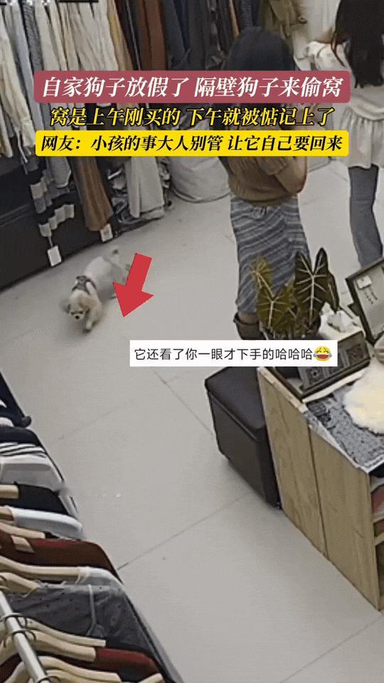 这狗子成精了！四川，女子刚给自家狗子买了个垫子，隔壁家狗趁女子家狗不在家时，偷偷