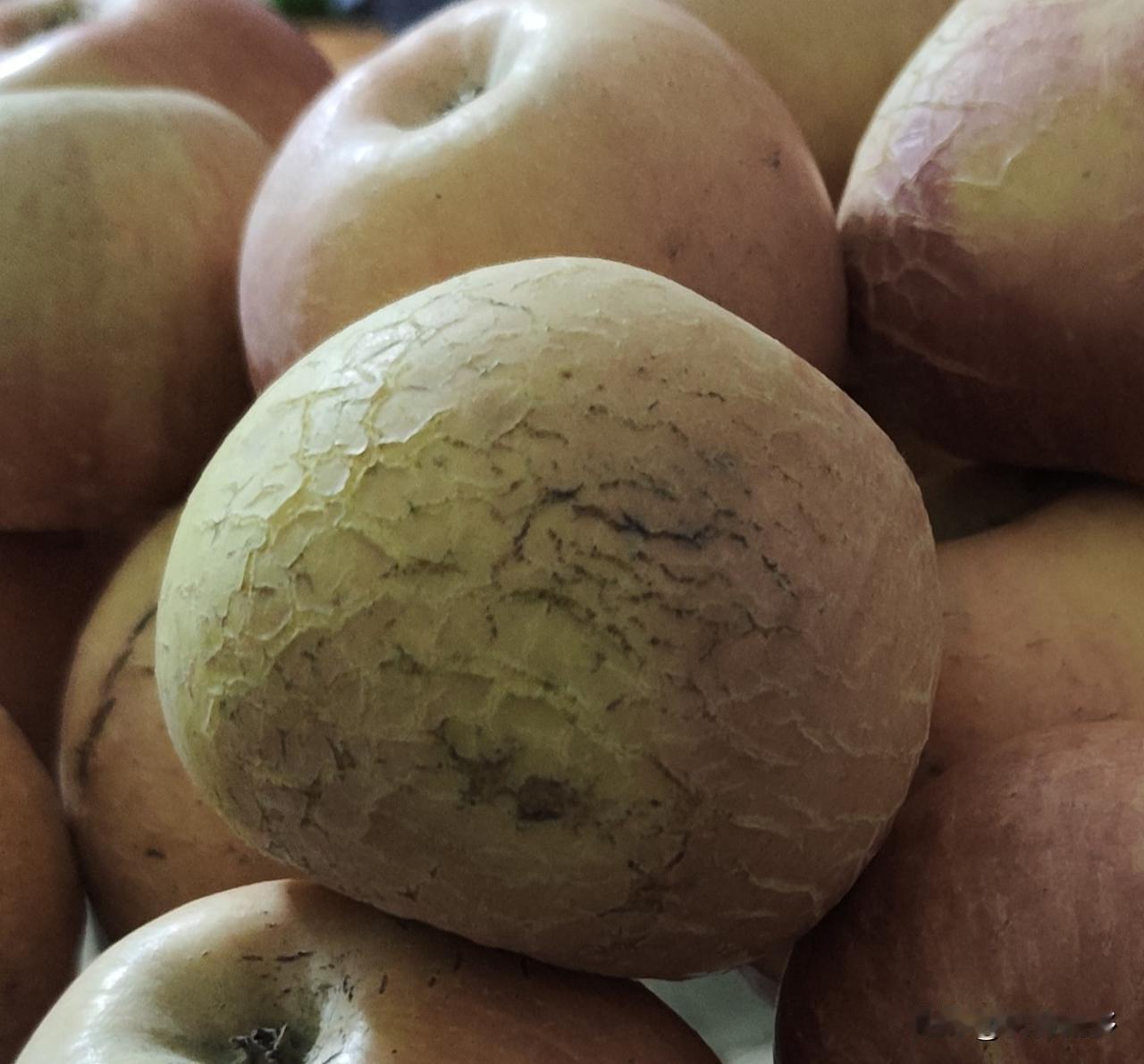 这苹果表皮咋炸起来了，第一回看见这样的苹果，我90年代也种苹果，没有这回事呀。搞