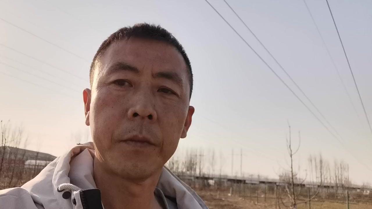 🍒大樱桃授粉树选对了，经济效益翻倍！今天给大家推荐的是加拿大品种艳阳，它可是授