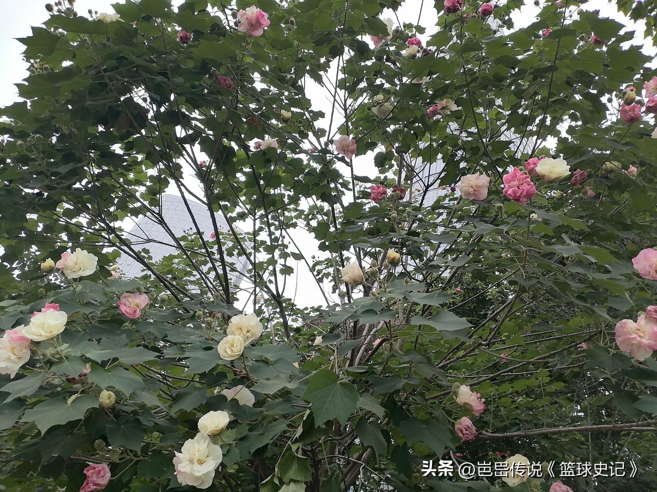 随手一拍分享最美的花