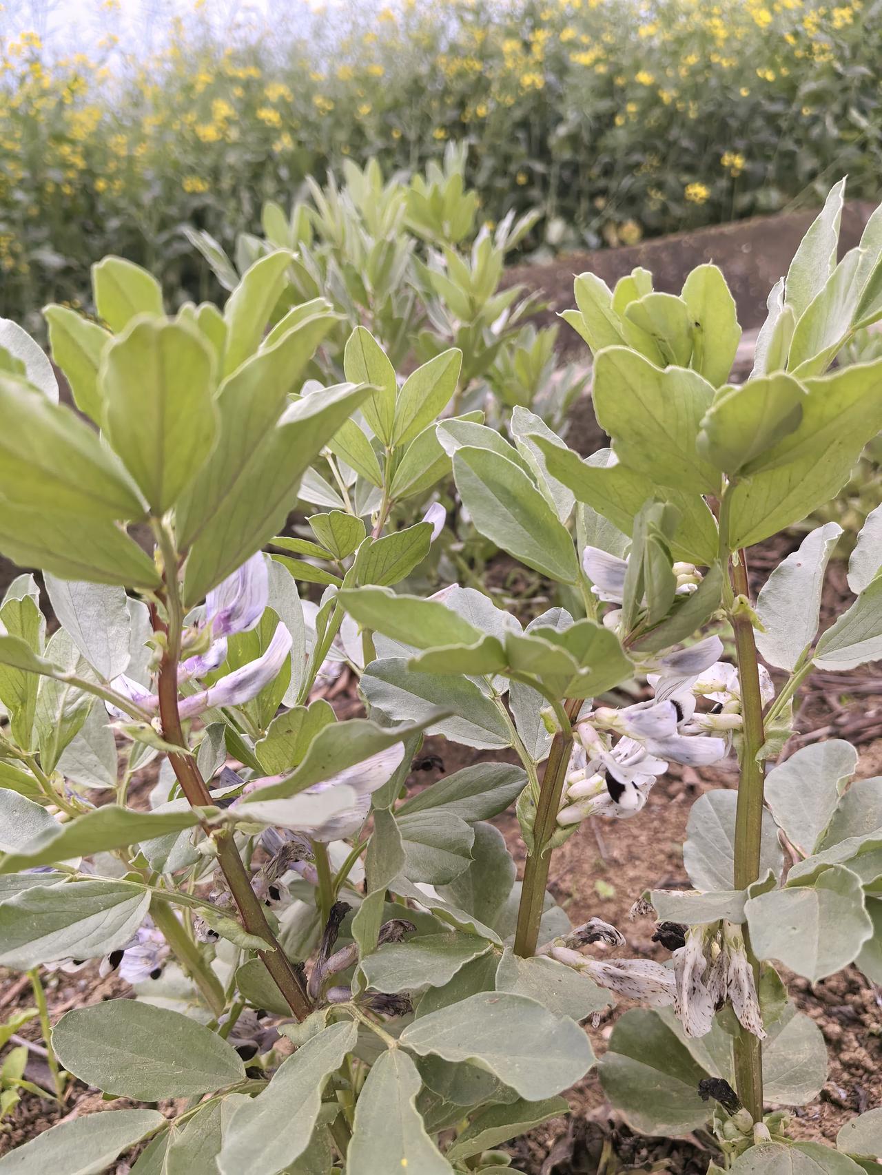 它的全身都是宝！幼苗小时可以焯菜吃；果实嫩时可以煮着吃；果实老时又是一种可口的喝