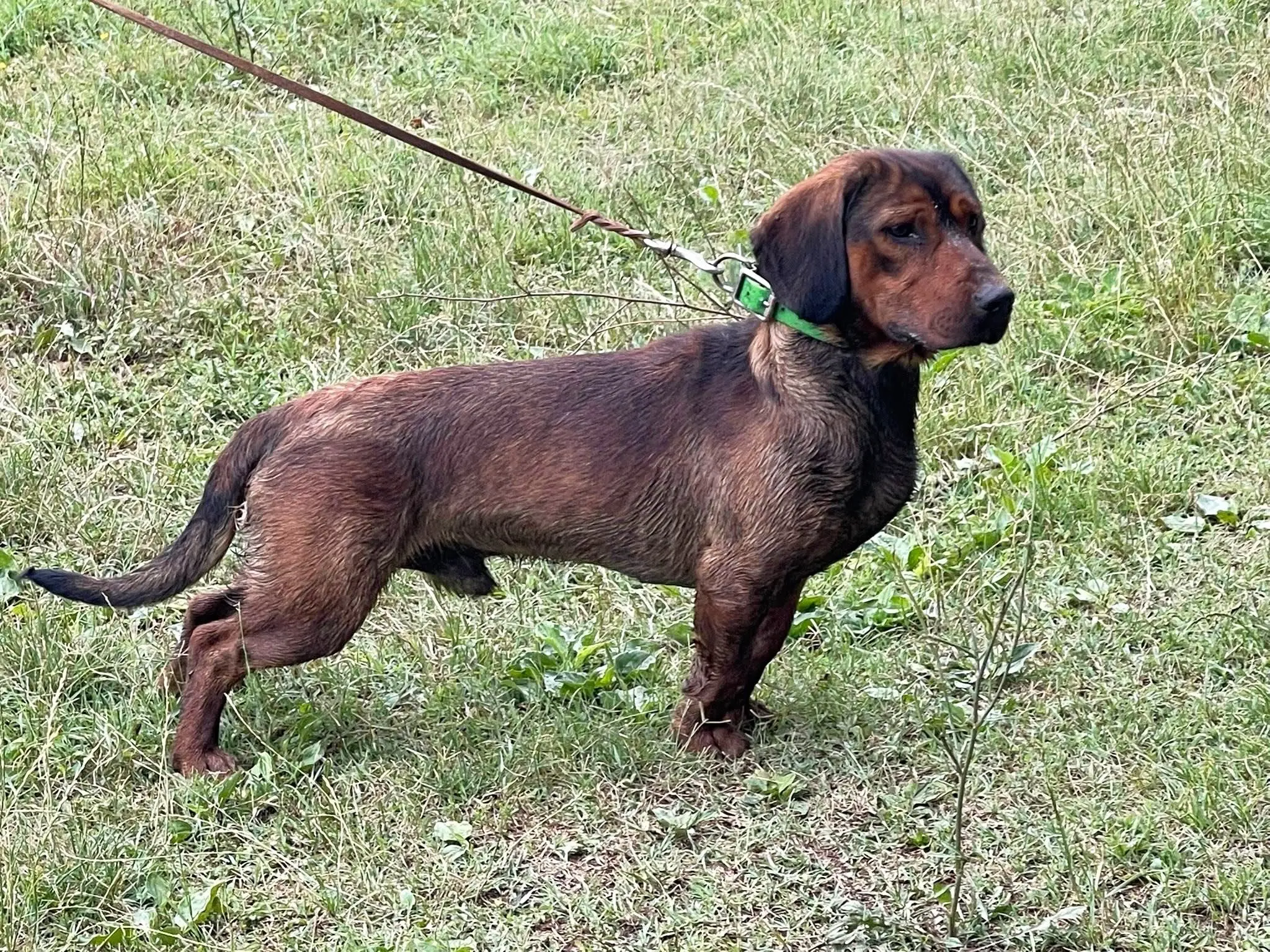 巴尔干山地猎犬