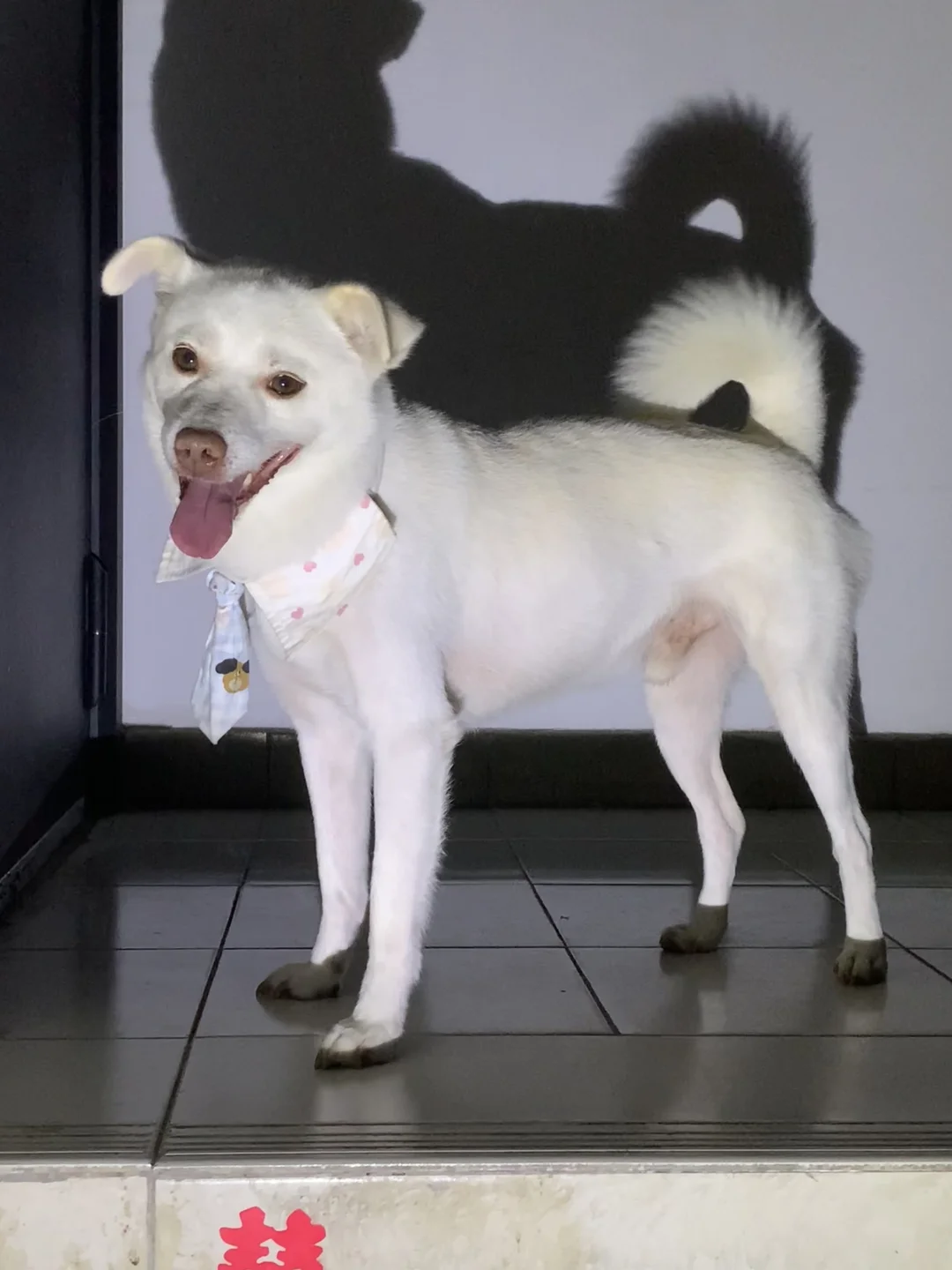 楼梯上遇到的帅小狗😍