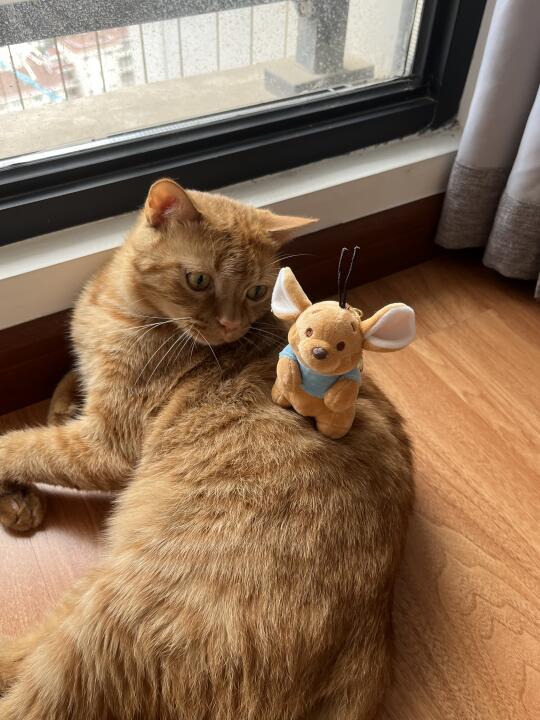 🐱咪：怎么身上突然长了个小玩意儿？