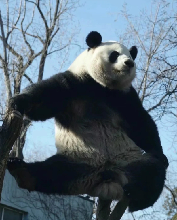 广州大熊猫最便宜5块一只 大家是怎么分得清每只熊猫和每只熊猫的，目前只能认出西直