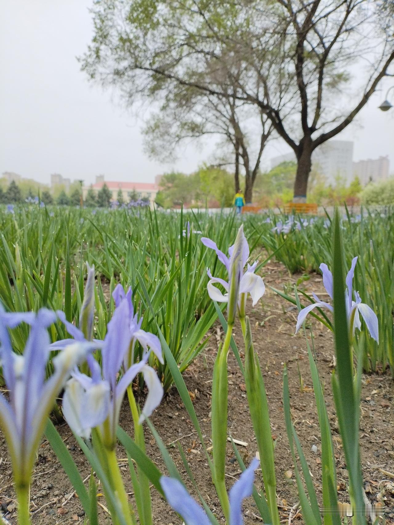 马兰花
纤细腰身翠盈盈，
娇颜丽色映古城。
马兰花开蝴蝶绕，
请续句……
（迟来