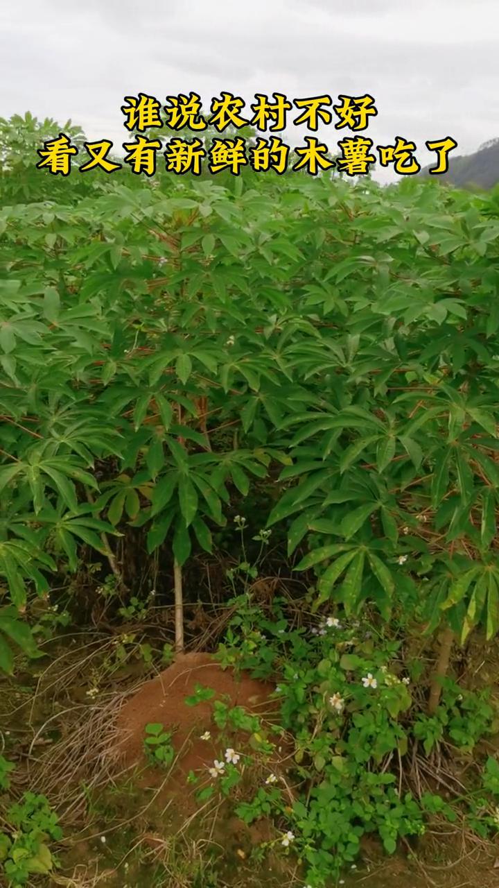 谁说农村不好看，又有新鲜的木薯吃了。