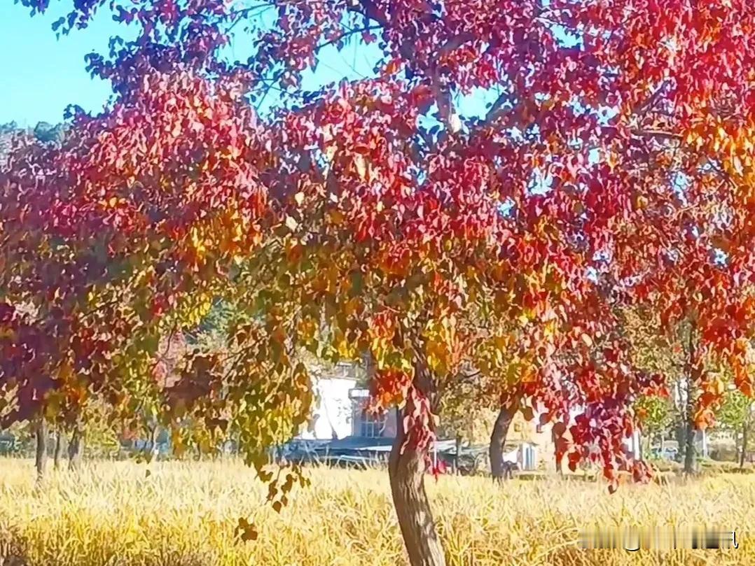 立冬赏景
  今日立冬，阳光洒满大地。清晨，我驾车带着老伴，一路驶向商城县东南1