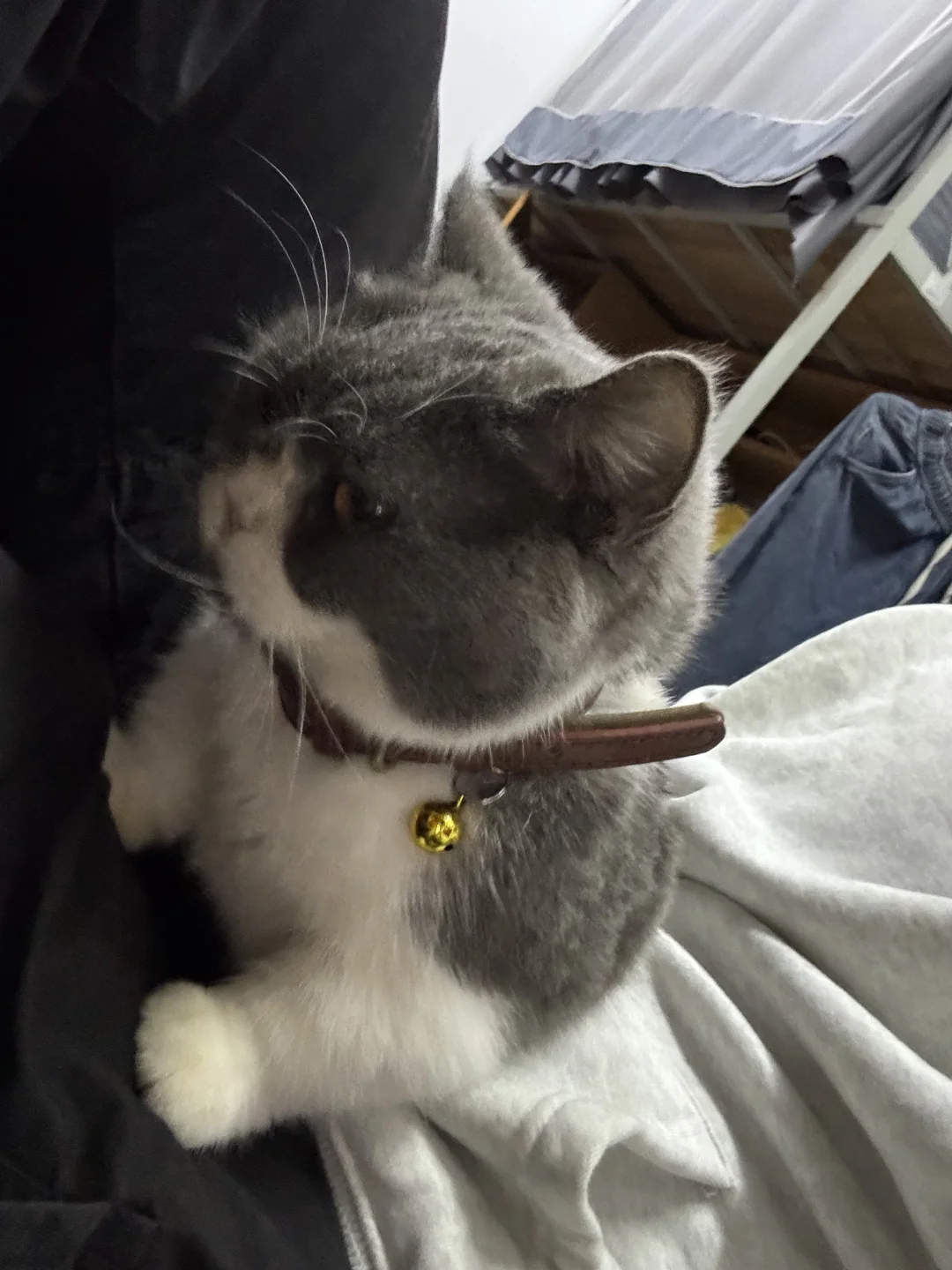 小牌大耍