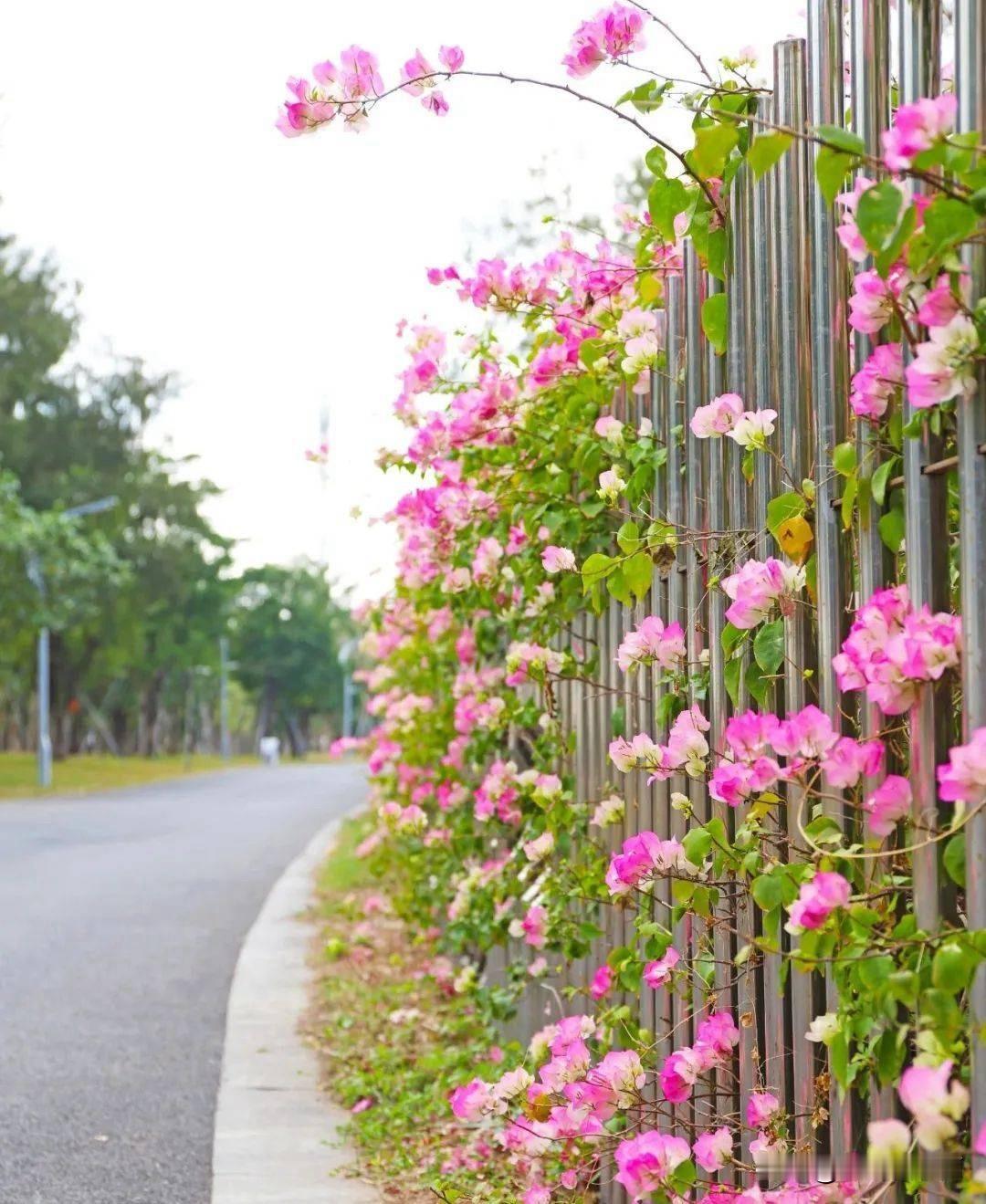 这两天的银滩，有点“花里胡哨”，但我挺喜欢。
最近乳山银滩是真好看，不是那种“精