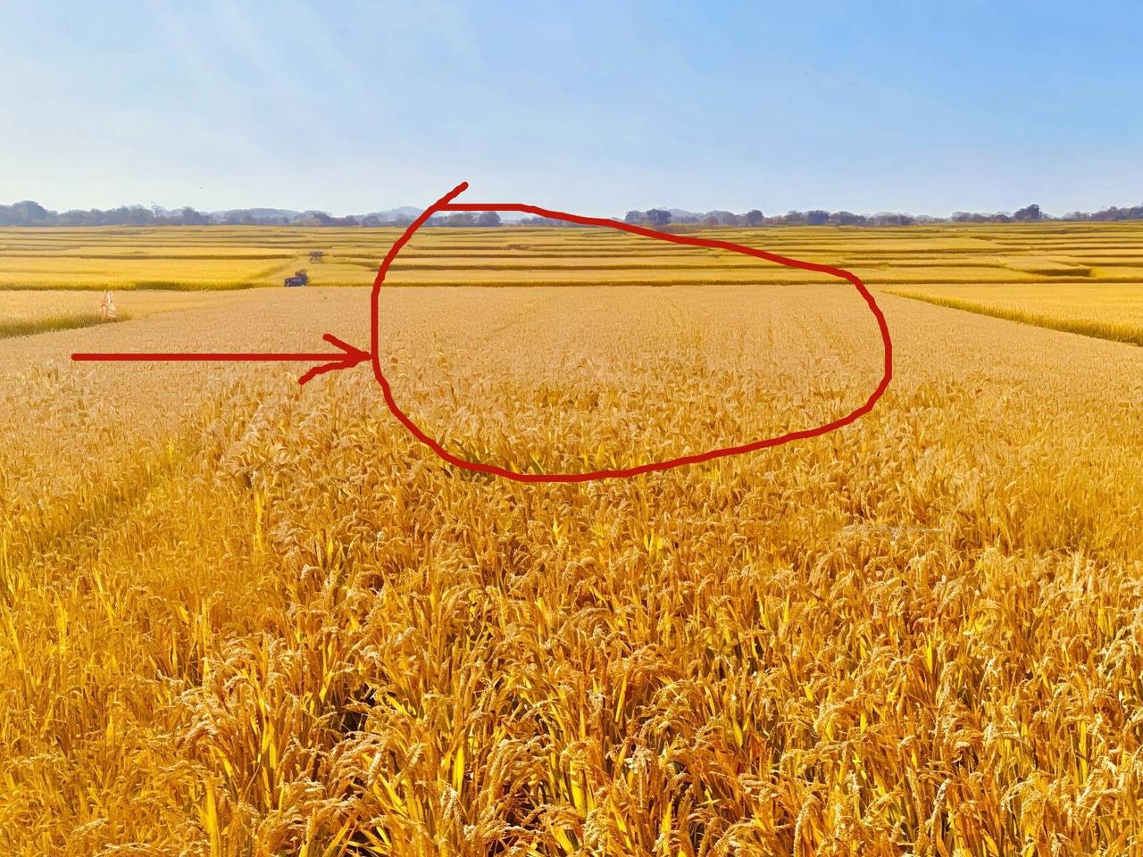 为什么要让农村土地承包关系稳定长久不变呢。大家都知道土地就是农民的命根子，土地是