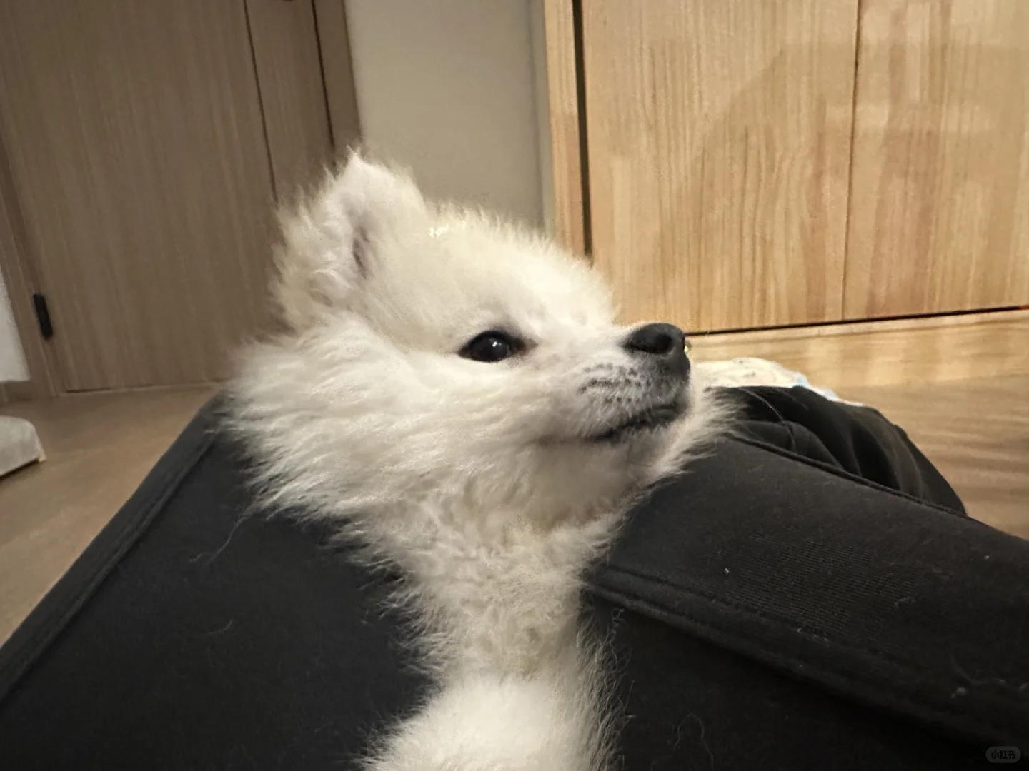 捉到一只准备起飞的小狗