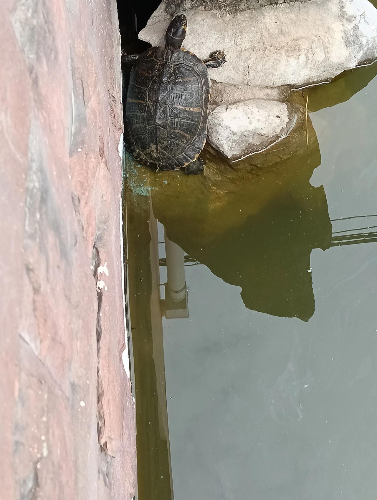 大家说这乌龟能不能吃？