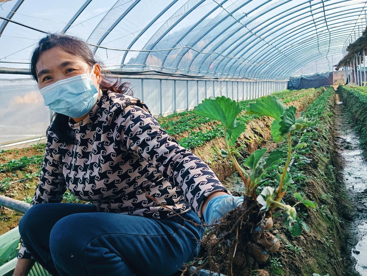 开开心心工作，草莓开花做果。