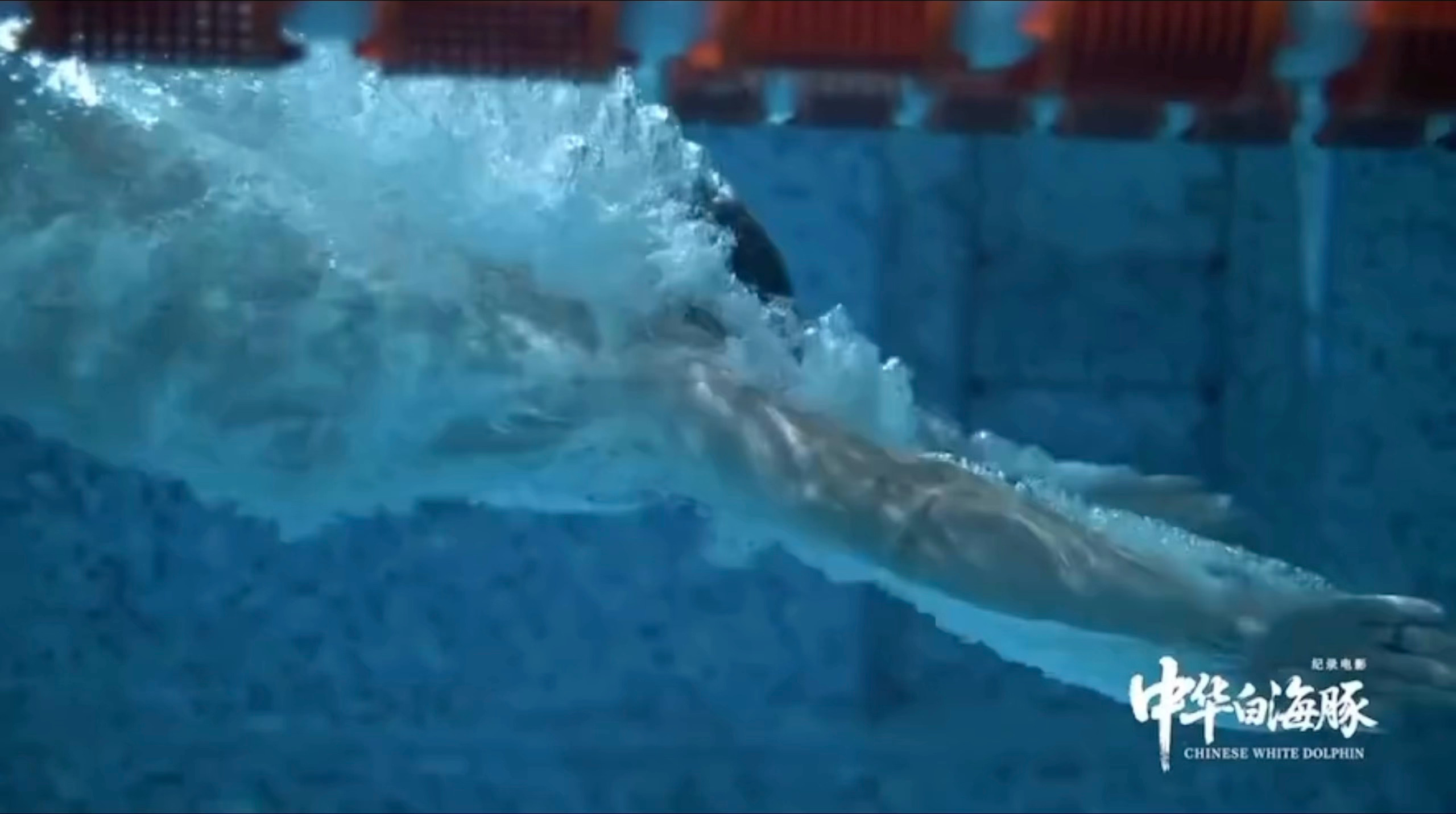 我哥的超绝入水汪顺和中华白海豚这波联动太丝滑了 ​​​