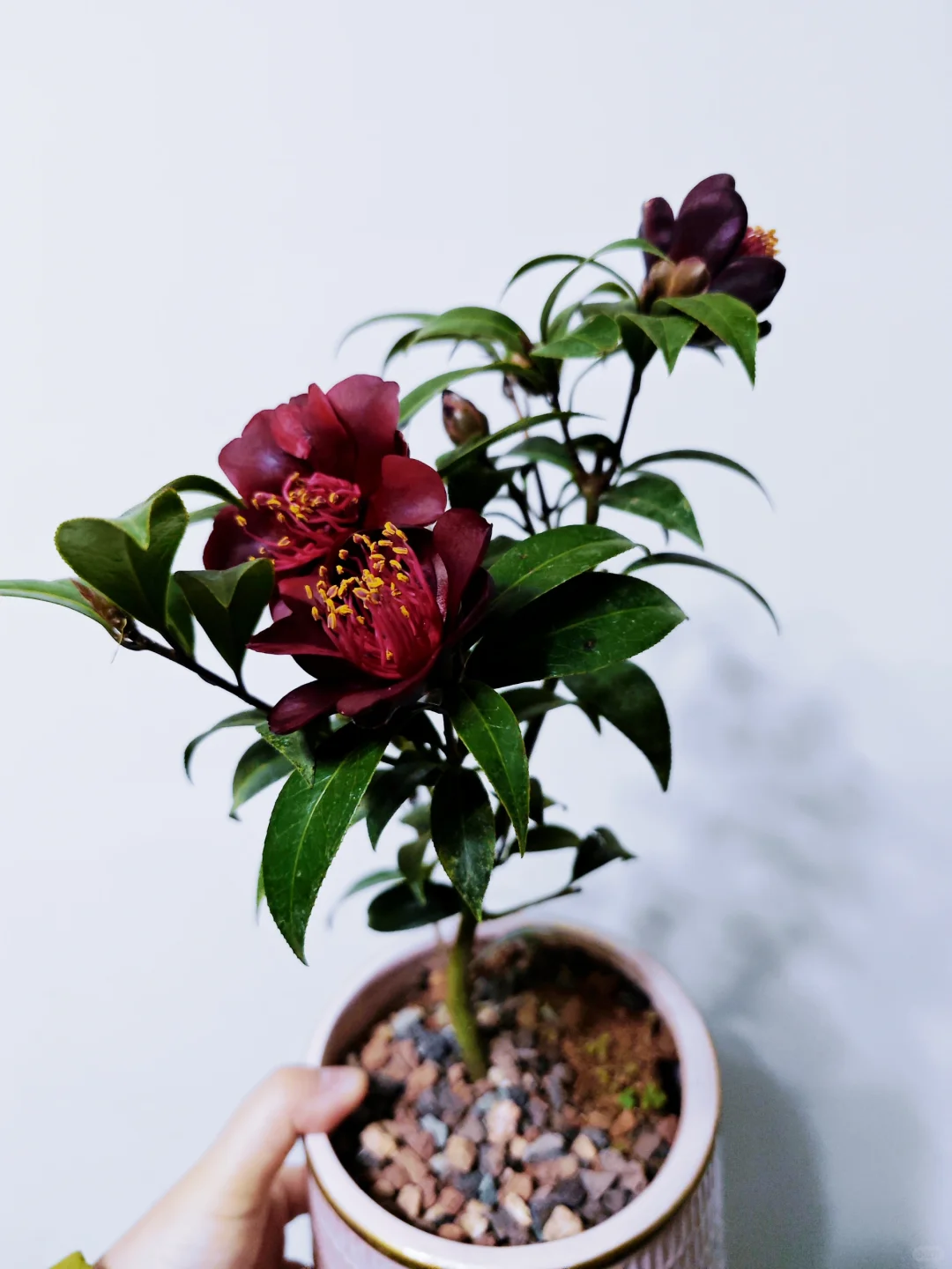 黑骑士山茶花
