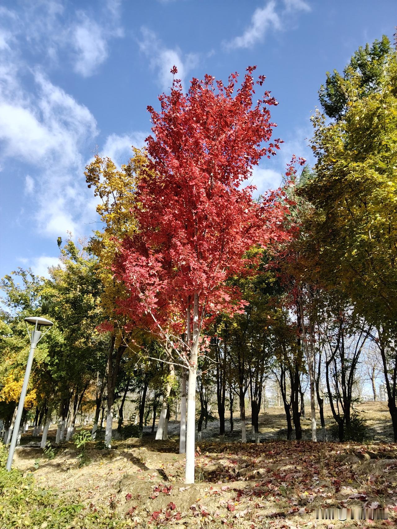 每日花草随手拍秋意浓时，人的心会不自觉地静下来。不再急着赶路，反而愿意停下来，看