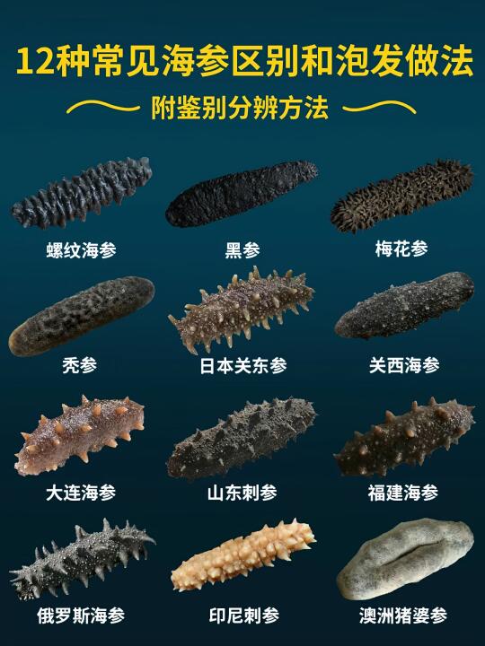 🍲 海参吃法大赏 | 从泡发到上桌全攻略✨