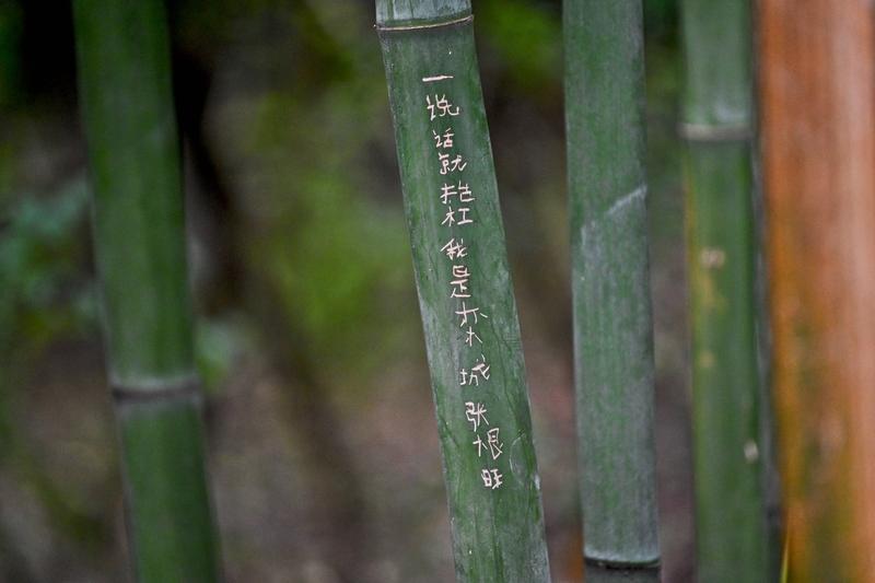 翠竹虽长于贫瘠，却自带一身气节。
观这竹身挺拔如剑，色泽苍翠似玉，在骤雨狂风中，