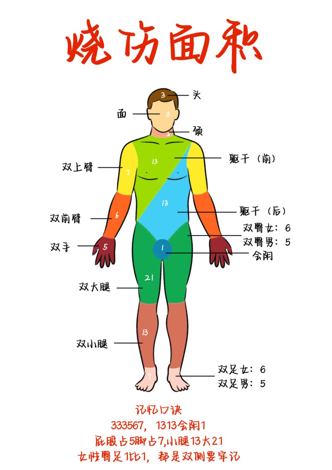 医学生笔记——烧伤面积