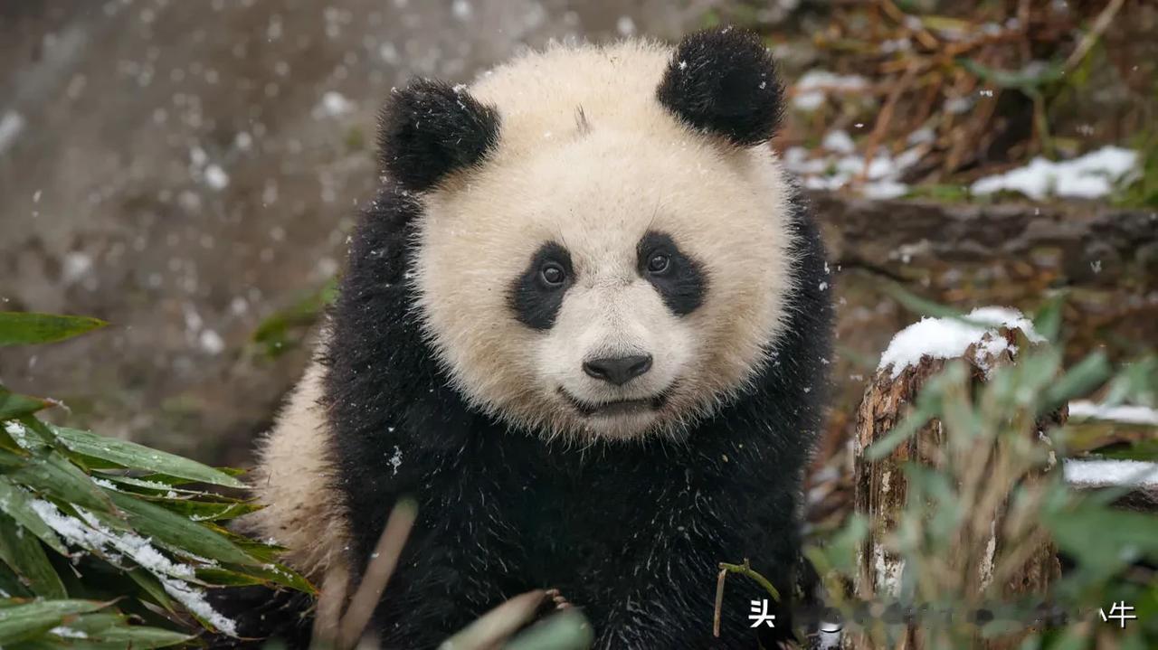 [心灵旅行:思绪随意飘]中国🇨🇳雪地里的大熊猫宝宝(四川)
【旅行】大熊猫，