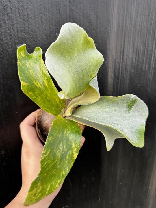 安爪鹿角蕨锦
