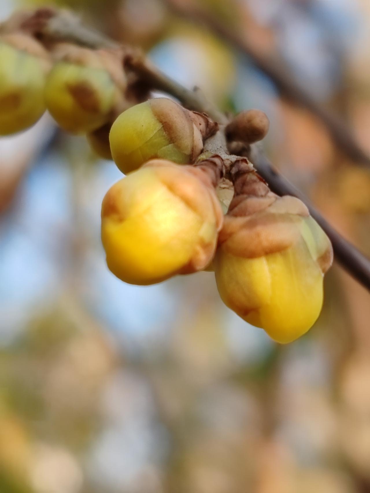 晒图笔记大赛献给寒冬的美。